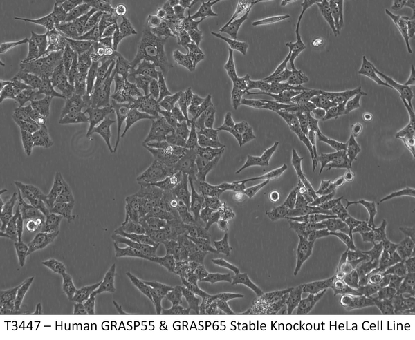 Human GRASP55 & GRASP65 Stable Knockout HeLa Cell Line | Applied Biological Materials (abm)