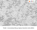 Immortalized Mouse Spleen Dendritic Cells (SRDC) | Applied Biological Materials (abm)