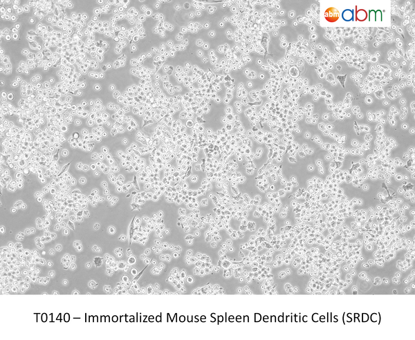 Immortalized Mouse Spleen Dendritic Cells (SRDC) | Applied Biological Materials (abm)