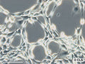 3T6-Swiss albino cell