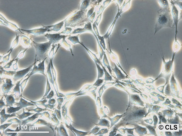 3T6-Swiss albino cell