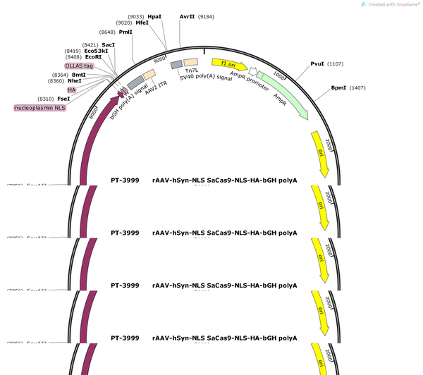 AAV-hSyn-SV40 NLS-SaCas9-NLS-3XHA-bGH polyA