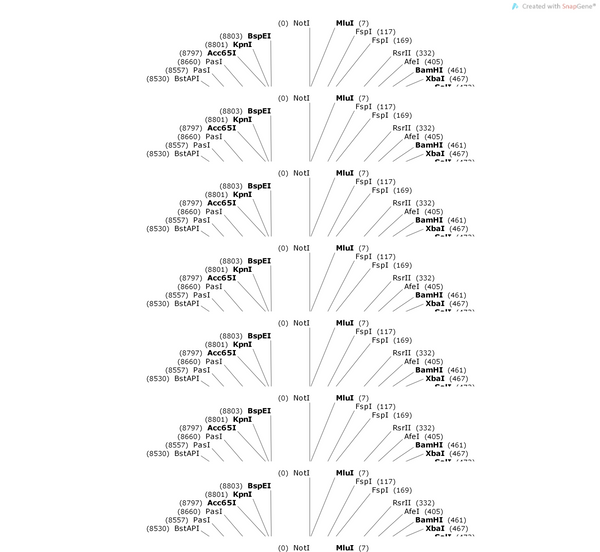 AAV-hsyn-tau(P301L)-2A-mcherry-WPRE-pA