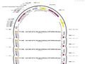 AAV-RAM-d2tTA-TRE-hM3D(Gq)-EYFP-WPRE-bGH polyA