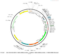 Plasmid map of PT-3257 rAAV-CMV-DIO-EGFP-5' miR30-shRNA(scramble)-3'miR30-5' miR30-shRNA(scramble)-3'miR30-WPRE-hGH polyA, 6563 bp, showing the CMV enhancer and promoter, a chimeric intron, lox2272/loxP511 DIO sites, EGFP, two miR-30a-embedded scramble shRNA cassettes, WPRE and bGH poly(A)