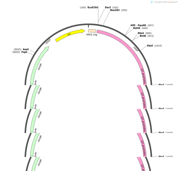 AAV-Oxytocin-EGFP-WPREs