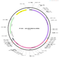 AAV-DYN-jRGECO1a-WPREs