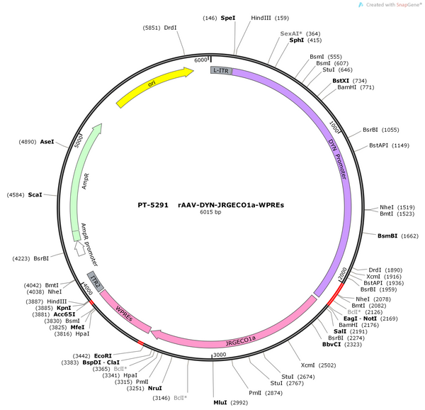 AAV-DYN-jRGECO1a-WPREs