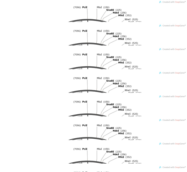 AAV-VGLUT2-NES-jRGECO1a-WPRE-hGH polyA