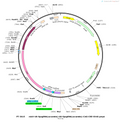 AAV-2 {U6-SpsgRNA(scramble)}-CAG-Cre-SV40 polyA