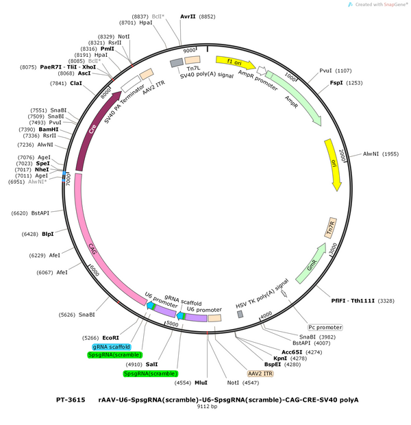 AAV-2 {U6-SpsgRNA(scramble)}-CAG-Cre-SV40 polyA