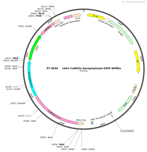 AAV-CaMkIIa-Synaptophysin-EGFP-WPREs