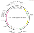AAV-TBG-mPCSK9(D377Y)-WPRE-hGH polyA