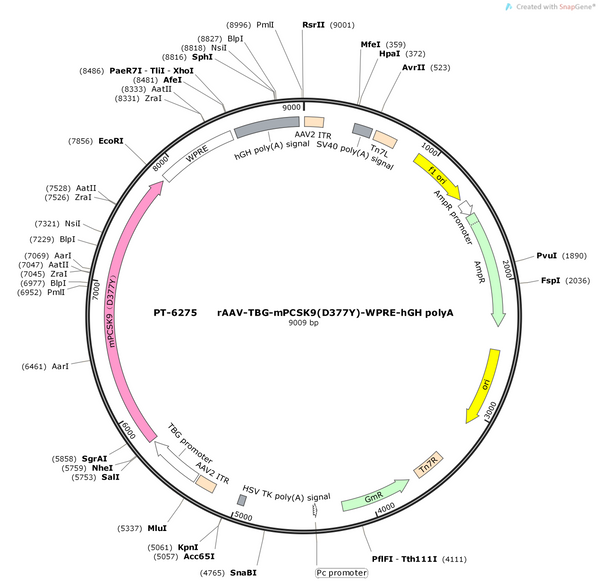 AAV-TBG-mPCSK9(D377Y)-WPRE-hGH polyA