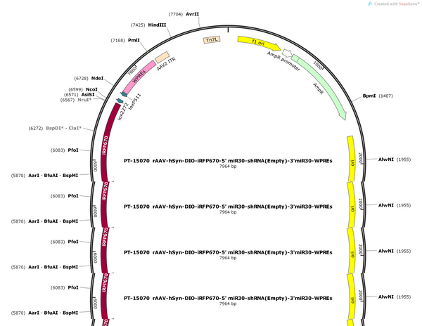 AAV-hSyn-DIO-iRFP670-5' miR30-shRNA(BbsI empty)-3'miR30-WPR