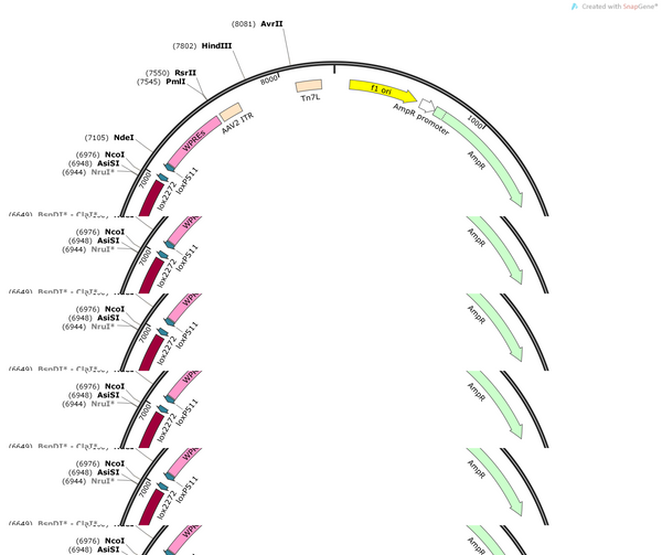 AAV-GAD67-DIO-iRFP670-5' miR30-shRNA(BbsIempty)-3'miR30-WPRE