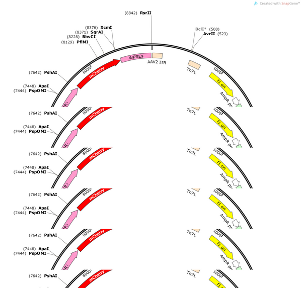 AAV-OXTR-hChR2(H134R)-mCherry-WPRE-hGH polyA