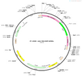 AAV-TRH-EGFP-WPRE-hGH polyA
