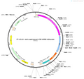 AAV-prg4(mouse)-CRE-WPRE-hGH polyA