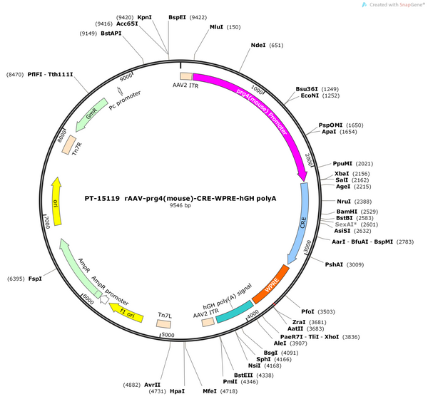 AAV-prg4(mouse)-CRE-WPRE-hGH polyA