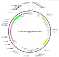 AAV-CaMKllα-FDIO-EGFP-WPREs