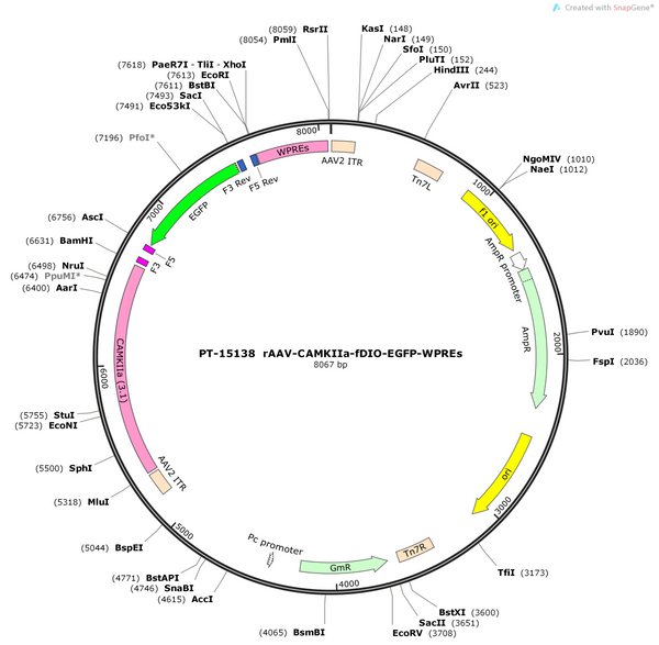 AAV-CaMKllα-FDIO-EGFP-WPREs