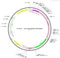 AAV-CART-hM4D(Gi)-EGFP-WPREs