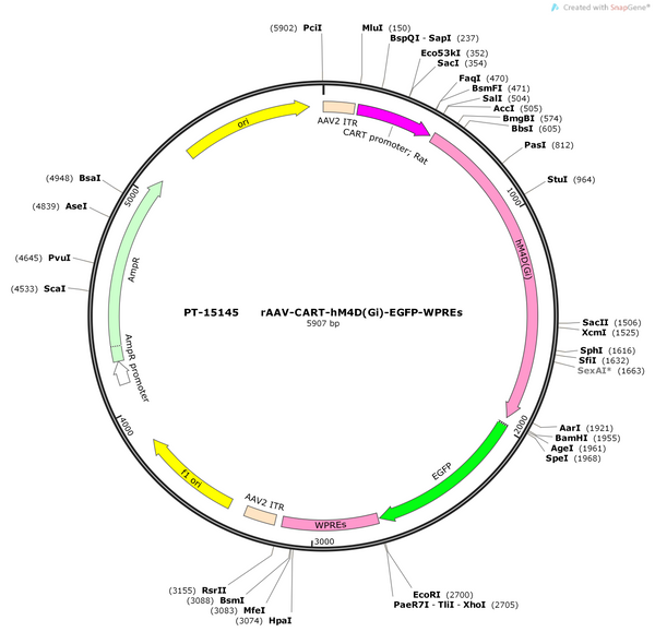 AAV-CART-hM4D(Gi)-EGFP-WPREs