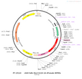 AAV-hdlx-Mscl-G22S-2A-dTomato-WPREs