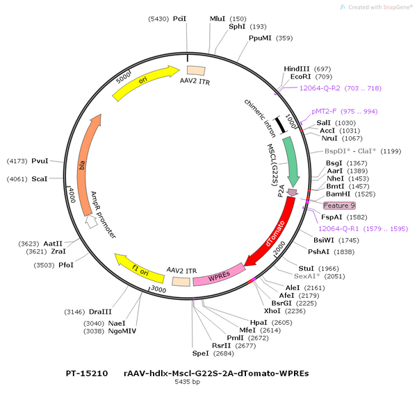 AAV-hdlx-Mscl-G22S-2A-dTomato-WPREs