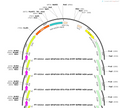 AAV-GFAP104-DTA-P2A-EYFP-WPRE-hGH polyA