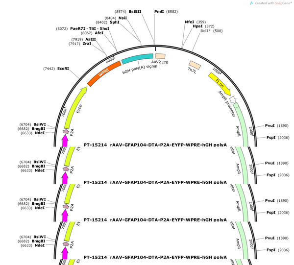 AAV-GFAP104-DTA-P2A-EYFP-WPRE-hGH polyA
