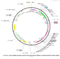 AAV-U6-sgRNA(scramble)-mini-EF1a-DIO-(SV40 NLS-dCasMINI-V4-2