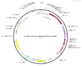 AAV-hSyn-ChRmine-mScarlet-Kv2.1-WPREs