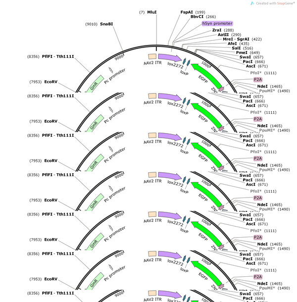 AAV-hSyn-DIO-(SV40 NLS-dCasMINI-V4-2XSV40 NLS-NFZ-2A-EGFP)-W