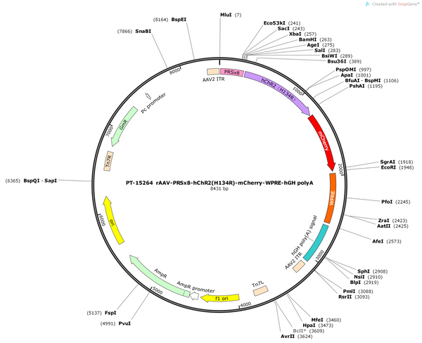 AAV-PRSx8-hChR2(H134R)-mCherry-WPRE-hGH polyA