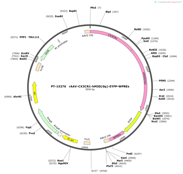 AAV-CX3CR1-hM3D(Gq)-EYFP-WPREs