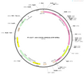 AAV-CX3CR1-hM4D(Gi)-EYFP-WPREs