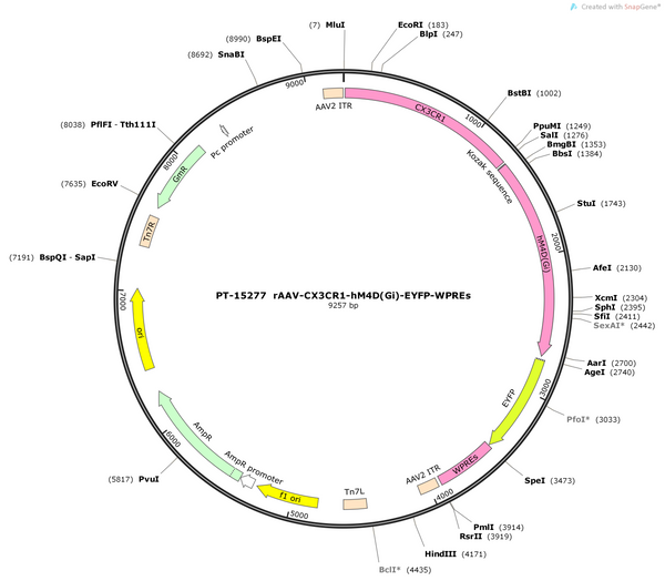AAV-CX3CR1-hM4D(Gi)-EYFP-WPREs