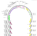 AAV-GAD67(R)-DIO-PSAM(Leu141Phe Tyr115Phe) -5HT3-P2A-EGFP-WP