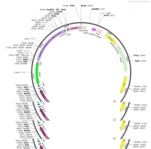 AAV-GAD67(R)-DIO-PSAM(Leu141Phe Tyr115Phe) -5HT3-P2A-EGFP-WP