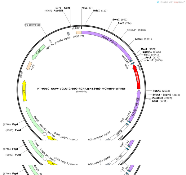 AAV-VGLUT2-DIO-hChR2(H134R)-mCherry-WPREs