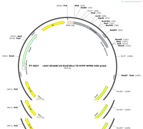 AAV-GfaABC1D-SwiChRca-TS-EYFP-WPRE-hGH polyA