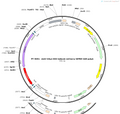 AAV-hSyn-DIO-tettoxlc-mCherry-WPRE-hGHpolyA