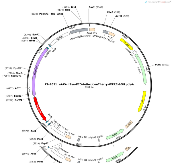AAV-hSyn-DIO-tettoxlc-mCherry-WPRE-hGHpolyA