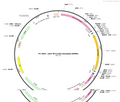 AAV-EF1α-DIO-jGcamp8s-wpres