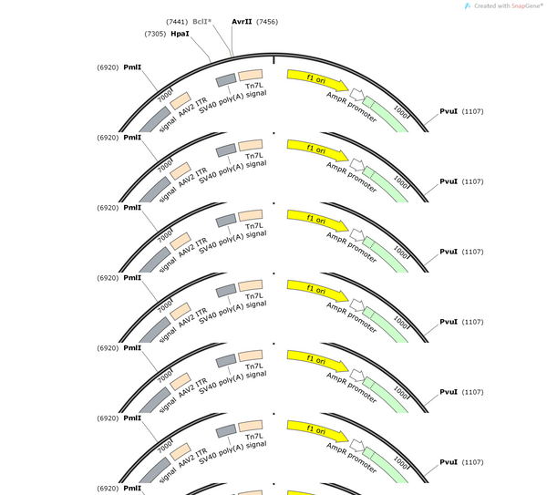 AAV-hsyn-mtagBFP2-WPRE-hGH polyA