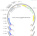 AAV-hsyn-axon-mtagBFP2-WPRE-hGH polyA