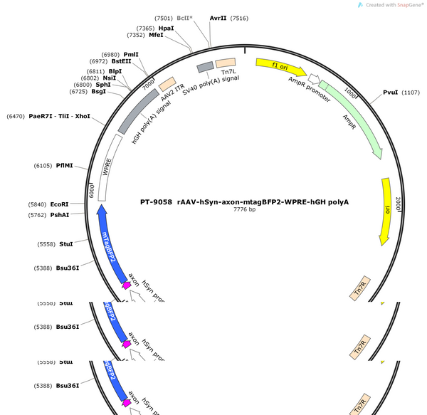 AAV-hsyn-axon-mtagBFP2-WPRE-hGH polyA