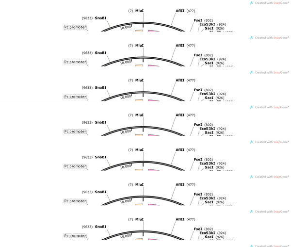 AAV-EF1a-DIO-H2B-EGFP-T2A-Synaptophysin-mRuby-WPREs